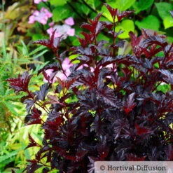 Schwarzrote Blasenspiere 'All Black'®, Im 5 Liter Topf -Die grüne Ecke 0410111653 Physocarpus op All Black 1 93043