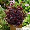 Schwarzrote Blasenspiere 'All Black'®, Im 5 Liter Topf -Die grüne Ecke 0410111653 Physocarpus op All Black 2 93042