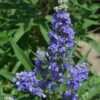 Zwerg-Mönchspfeffer 'Blue Puffball'®, Dunkelblau, Topf 5 Liter -Die grüne Ecke 0410112169 Vitex agnus castus Blue Puffball 040 060 Co 5 lt 1 100467