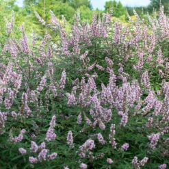 Rosa Mönchspfeffer 'Pink Pinnacle'(S), Rosa, Topf 5 Liter -Die grüne Ecke 0410112479 Vitex agnus castus Pink Pinnacle Co 5lt 2 100520