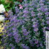 Bartblume 'Beyond Midnight®', Nachtblau, Topf 5 Liter -Die grüne Ecke 0410112513 Caryopteris Beyond Midnight 105094