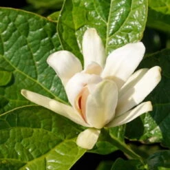 Gewürzstrauch-Set Rot-Weiß, 2er-Set, Höhe 60-80 Cm, Topf 7,5 Liter -Die grüne Ecke 0410112620 Calycanthus Venus Detail Bluete 2 z 119693