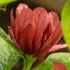 Gewürzstrauch-Set Rot-Weiß, 2er-Set, Höhe 60-80 Cm, Topf 7,5 Liter -Die grüne Ecke 0410112620 Calycanthus raulst Hartlage Wine Detail Bluete 3 z 119695