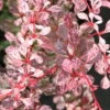 Rosarote Berberitze 'Harlequin', 10er-Set, Höhe Ca. 20-30 Cm, Topf 2 Liter -Die grüne Ecke 0410112658 Berberis thunbergii Harlequin 103961