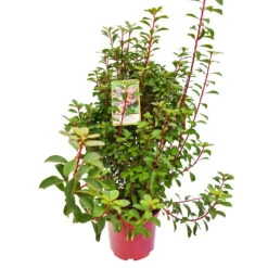 Prachtglocke, 4er-Set, Höhe 40-60 Cm, Topf 5 Liter -Die grüne Ecke 0410112706 Enkianthus campanulatus 4er Set 3 109257