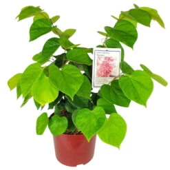 Chinesischer Judasbaum 'Avondale', 2er-Set, Höhe 40-60 Cm, Topf 5 Liter -Die grüne Ecke 0410112751 Cercis chin Avondale 2er Set2 114581