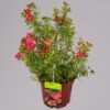 Fingerstrauch 'Bellissima EU (S)', Höhe 25-30cm, Topf 3 Liter, 5er-Set -Die grüne Ecke 0410112930 potentilla frut. bellissima 5er set 117665