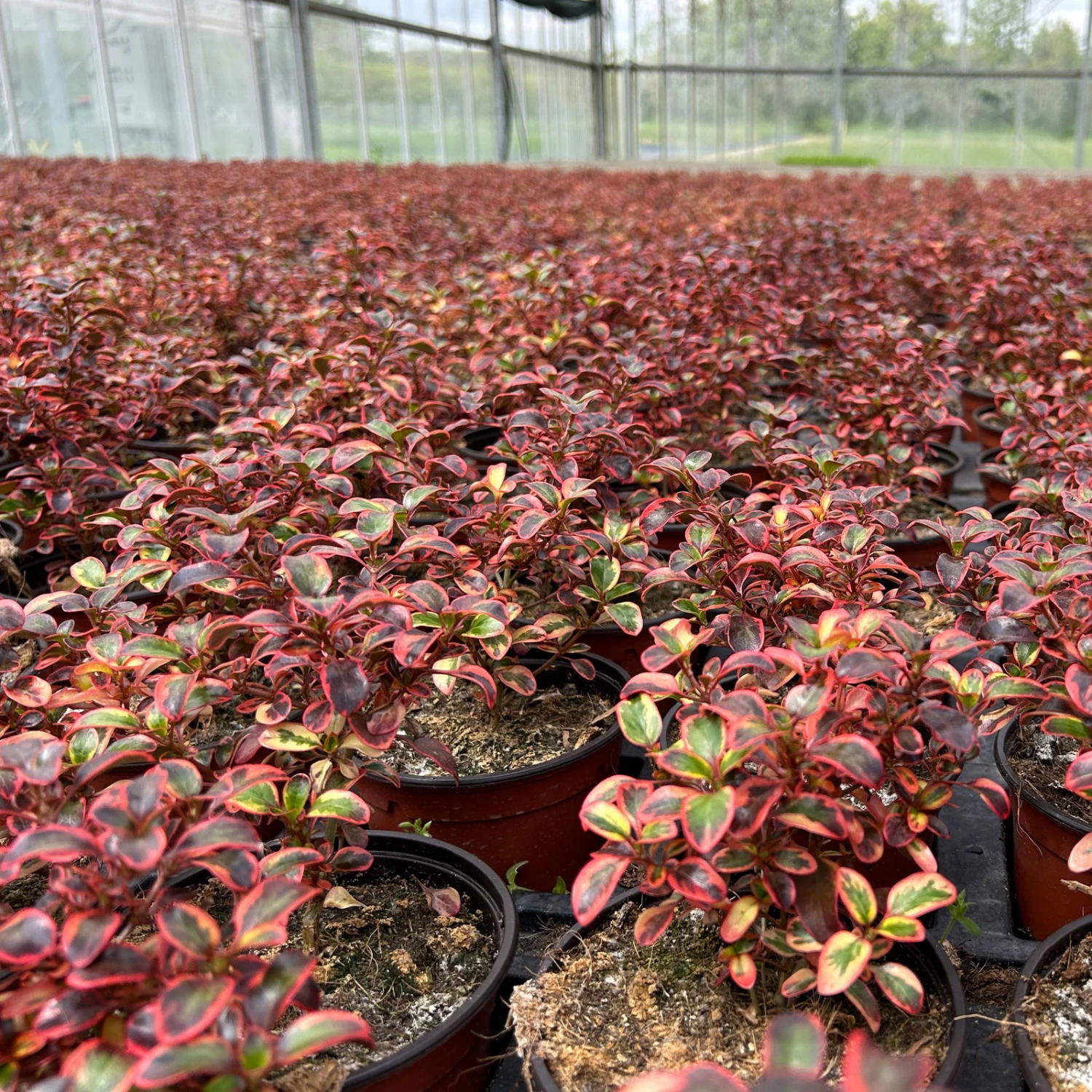 Spiegelbusch Buntlaubig, Topf-Ø 12 Cm, 3er-Set 4 Spiegelbusch Buntlaubig, Topf-Ø 12 Cm, 3er-Set – Bild 2