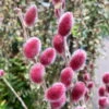 Salix Rotkätzchen®, 50 Cm Im Co 3 Lt. Topf -Die grüne Ecke 0410200164 0410200165 Salix Rotkaetzchen 1 87293