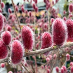 Salix Rotkätzchen®, 50 Cm Im Co 3 Lt. Topf -Die grüne Ecke 0410200164 0410200165 Salix Rotkaetzchen 2 87292