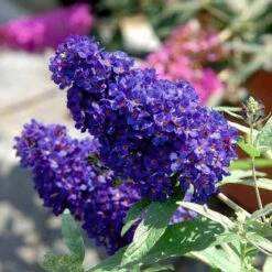 Schmetterlingsstauden Set, 19 Pflanzen Für 3 M², Bunt -Die grüne Ecke 0410220117 KB Buddleja Buzz Midnight 75419