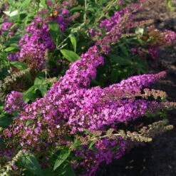 Duo-Schmetterlingsstrauch, Buddleja 'Reve De Papillion'®, Blau-pink, Topf 5 Lt. -Die grüne Ecke 0410220177 BUDDLEJA davidii Reve de Papillon 3 pink Kordes 78181
