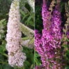 Duo-Schmetterlingsstrauch, Buddleja 'Reve De Papillion'®, Pink-weiß, Topf 5 Lt. -Die grüne Ecke 0410220177 BUDDLEJA davidii Reve de Papillon Set 89533