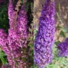 Duo-Schmetterlingsstrauch, Buddleja 'Reve De Papillion'®, Blau-pink, Topf 5 Lt. -Die grüne Ecke 0410220178 BUDDLEJA davidii Reve de Papillon Set 89534