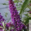 Schmetterlingsflieder 'Butterfly Tower'(S), Magenta, Höhe Ca. 30cm, 5 Liter Topf -Die grüne Ecke 0410220214 Buddleja Butterfly Tower 100888