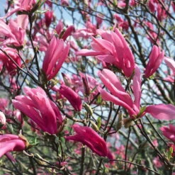 3er-Set Magnolien-Klassiker, Höhe 40-60 Cm, Im 5 Liter Topf -Die grüne Ecke 0410250590 Magnolien 3er Set 76478