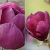 2er-Set Magnolien 'Besonderheiten Purpurrot' 'Black Tulip'®, 'Genie'®, Höhe 40-60 Cm, Im 5 Liter Topf -Die grüne Ecke 0410250591 Magnolien Set Besonderheiten neu 89997