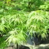 Grüner Schlitzahorn 'Dissectum', Höhe 40 - 60 Cm, Topf-Ø 19 Cm -Die grüne Ecke 0410300295 Acer palm Dissectum 60cm 19er Topf Son Koot 1 83822