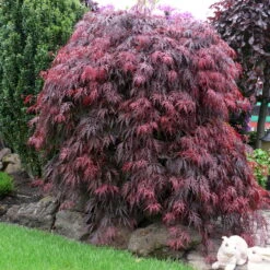 Roter Schlitzahorn 'Dissectum Garnet', Höhe 50 - 60 Cm, Topf 10 Liter -Die grüne Ecke 0410300296 Acer palm Diss Garnet 025030040 19er Topf 1 86702