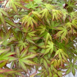 Korallenrinden Fächerahorn 'Sangokaku', Höhe 80 - 100 Cm, Topf 10 Liter -Die grüne Ecke 0410300410 acer sangokaku 3 123970
