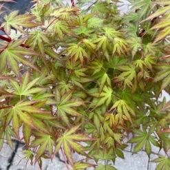 Korallenrinden Fächerahorn 'Sangokaku', Höhe 80 - 100 Cm, Topf 10 Liter -Die grüne Ecke 0410300410 acer sangokaku 4 123974