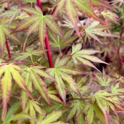 Korallenrinden Fächerahorn 'Sangokaku', Höhe 80 - 100 Cm, Topf 10 Liter -Die grüne Ecke 0410300410 acer sangokaku 6 123976