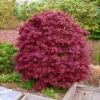 Japanischer Zwergahorn 'Shaina', Höhe 40 - 60 Cm, Topf 7,5 Liter -Die grüne Ecke 0410300591 Acer palm Shaina 030040060 19er Topf 2 83826