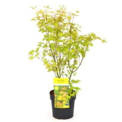 Japanischer Fächerahorn 'Orange Dream', Höhe 40 - 60 Cm, Topf-Ø 19 Cm -Die grüne Ecke 0410300592 Acer palm Orange Dream 1 84621