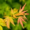 Japanischer Fächerahorn 'Orange Dream', Höhe 40 - 60 Cm, Topf-Ø 19 Cm -Die grüne Ecke 0410300592 Acer palm Orange Dream 2 84620