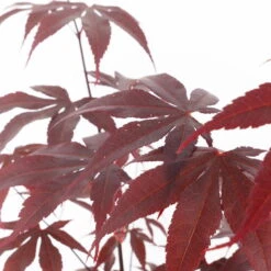 Roter Fächerahorn 'Bloodgood', Höhe 60 - 80 Cm, Topf 7,5 Liter -Die grüne Ecke 0410300846 acer bloodgood 2 124805