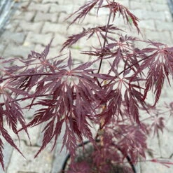 Roter Schlitzahorn 'Dissectum Garnet', Höhe 40 - 60 Cm, Topf 7,5 Liter -Die grüne Ecke 0410300847 acer garnet 5 123986
