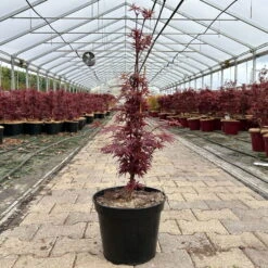 Japanischer Zwergahorn 'Shaina', Höhe 40 - 60 Cm, Topf 7,5 Liter 8 Japanischer Zwergahorn 'Shaina', Höhe 40 - 60 Cm, Topf 7,5 Liter -Die grüne Ecke 0410300849 acer shaina 2 123990