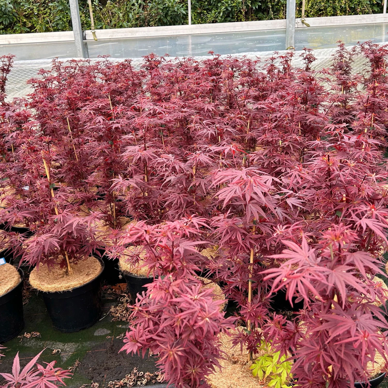 Japanischer Zwergahorn 'Shaina', Höhe 40 - 60 Cm, Topf 7,5 Liter 5 Japanischer Zwergahorn 'Shaina', Höhe 40 - 60 Cm, Topf 7,5 Liter – Bild 3