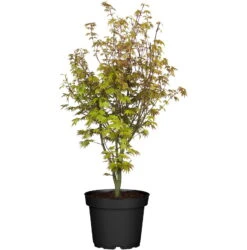 Japanischer Fächerahorn 'Orange Dream'; Höhe 60 - 80 Cm, Topf 7,5 Liter -Die grüne Ecke 0410300872 Acer palm Orange Dream 120626