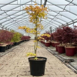 Japanischer Fächerahorn 'Orange Dream'; Höhe 60 - 80 Cm, Topf 7,5 Liter -Die grüne Ecke 0410300872 acer orange dream 2 123991