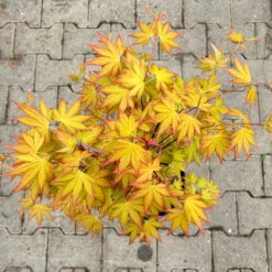 Japanischer Fächerahorn 'Orange Dream'; Höhe 60 - 80 Cm, Topf 7,5 Liter -Die grüne Ecke 0410300872 acer orange dream 4 123993