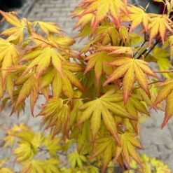 Japanischer Fächerahorn 'Orange Dream'; Höhe 60 - 80 Cm, Topf 7,5 Liter -Die grüne Ecke 0410300872 acer orange dream 5 123994