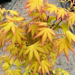 Japanischer Fächerahorn 'Orange Dream'; Höhe 60 - 80 Cm, Topf 7,5 Liter -Die grüne Ecke 0410300872 acer orange dream 6 123995
