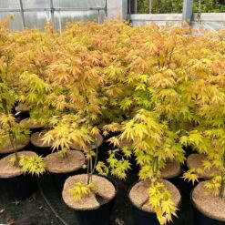 Japanischer Fächerahorn 'Orange Dream'; Höhe 60 - 80 Cm, Topf 7,5 Liter -Die grüne Ecke 0410300872 acer orange dream 7 123996