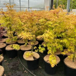 Japanischer Fächerahorn 'Orange Dream'; Höhe 60 - 80 Cm, Topf 7,5 Liter -Die grüne Ecke 0410300872 acer orange dream 8 123997