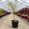 Japanischer Fächerahorn 'Butterfly', Höhe 60 - 80 Cm, Topf 7,5 Liter -Die grüne Ecke 0410300898 acer butterfly 1 124002