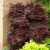 Roter Fächerahorn 'Bloodgood', Höhe 40 - 60 Cm, Topf-Ø 19 Cm -Die grüne Ecke 0410301060 Acer palm Bloodgood 60cm 19er Topf 1 83828