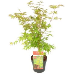 Korallenrinden Fächerahorn 'Sangokaku', Höhe 40 - 60 Cm, Topf-Ø 19 Cm -Die grüne Ecke 0410301065 Acer palm Sangokaku Son und Koot 1 84624