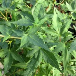 Korallenrinden Fächerahorn 'Sangokaku', Höhe 80 - 100 Cm, Topf 10 Liter -Die grüne Ecke 0410301065 Acer palm Sangokaku Son und Koot 2 84622 1