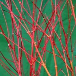 Korallenrinden Fächerahorn 'Sangokaku', Höhe 40 - 60 Cm, Topf-Ø 19 Cm -Die grüne Ecke 0410301065 Acer palm Sangokaku Son und Koot 3 84623