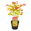 Japanischer Ahorn 'Moonrise'®PBR, Höhe 40 - 60 Cm, Topf-Ø 19 Cm -Die grüne Ecke 0410301088 Acer shir Moonrise 60cm 19er Topf 2 83830