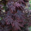Japanischer Ahorn 'Black Lace'PBR, Rotlaubig, Höhe 40 - 60 Cm, Topf-Ø 19 Cm -Die grüne Ecke 0410301091 Acer palm Black Lace ca60cm 19er Topf 1 83559