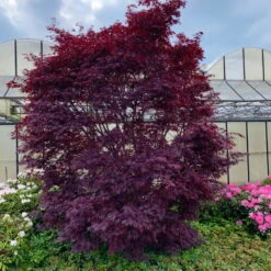 Japanischer Ahorn 'Black Lace'PBR, Rotlaubig, Höhe 40 - 60 Cm, Topf-Ø 19 Cm -Die grüne Ecke 0410301091 Acer palm Black Lace ca60cm 19er Topf 3 83557