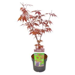 Japanischer Ahorn 'Black Lace'PBR, Rotlaubig, Höhe 40 - 60 Cm, Topf-Ø 19 Cm -Die grüne Ecke 0410301091 Acer palm Black Lace ca60cm 19er Topf 4 83558