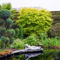 Gelber Fächerahorn 'Summer Gold', Gelblaubig, Höhe 40 - 60 Cm, Topf-Ø 19 Cm